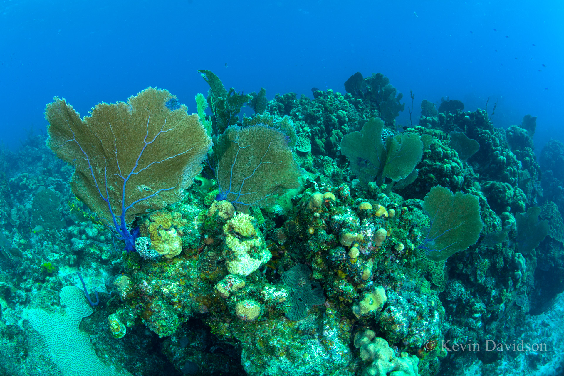 Bahamas Coral Reef ANGARI Foundation