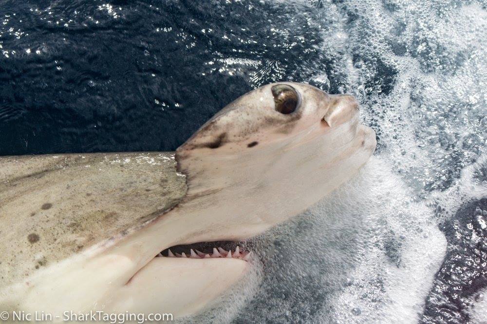 photo of a hammerhead shark