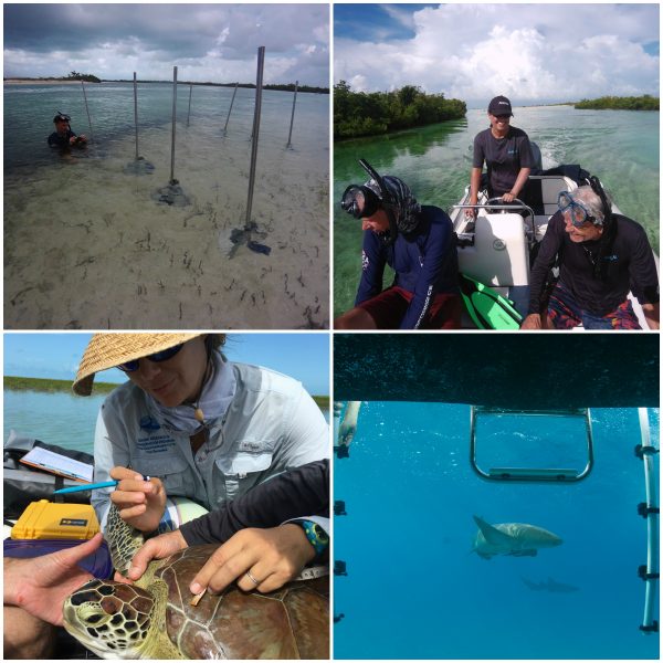 Studying Sea Turtles & Sharks In The Bahamas Aboard Ocean Research Vessel ANGARI