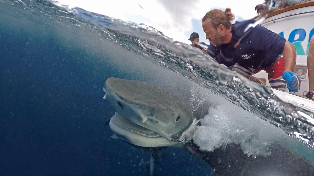 EXP 27: Scientists perform a quick workup on the tiger shark before releasing; PC: Rachel Plunkett