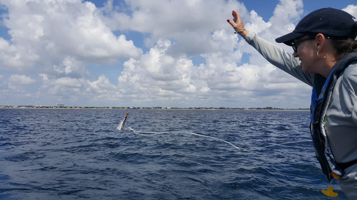 EXP 27: Tossing the bait in the water! After deploying the bait, it is standard procedure to shout out the type of bait being used (head, middle, or tail); PC: Rachel Plunkett