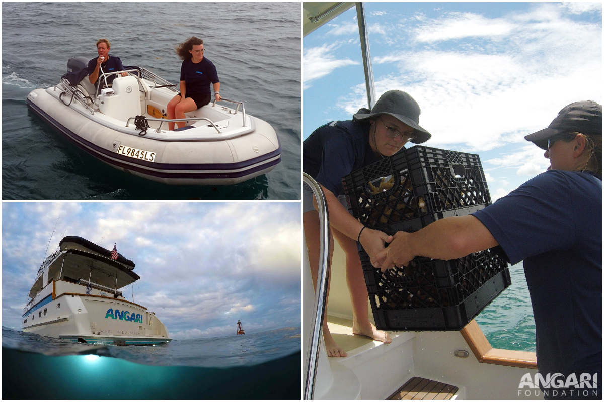 Collage Of Experiences During ANGARI Foundation Internship At Corapalooza In The Florida Keys