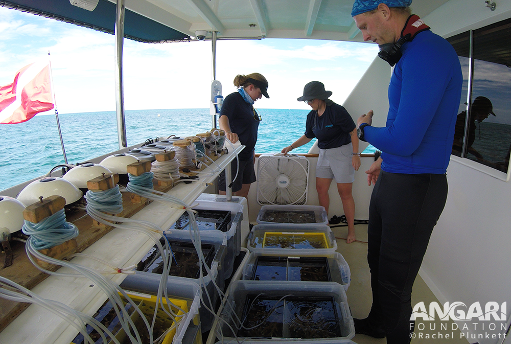 Staff from Coral Restoration Foundation and ANGARI Foundation work together to set up holding tanks and an aeration system for the corals in R/V ANGARI's outdoor workspace.