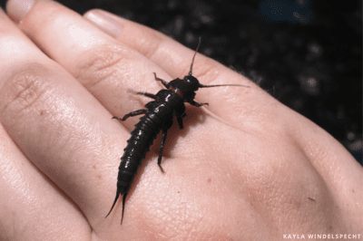 stonefly nymph