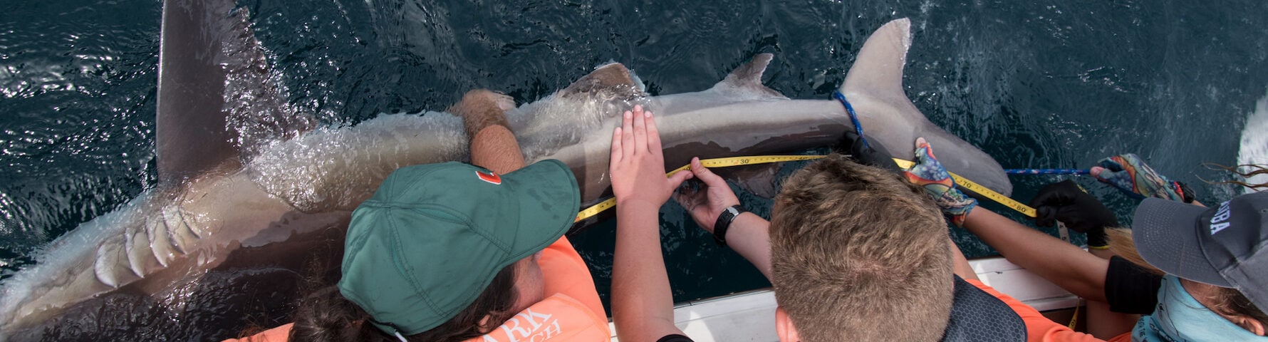 Shark Tagging