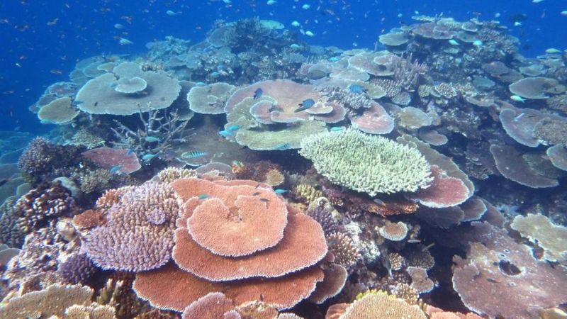 Great Barrier Reef showing small signs of recovery says new report ...