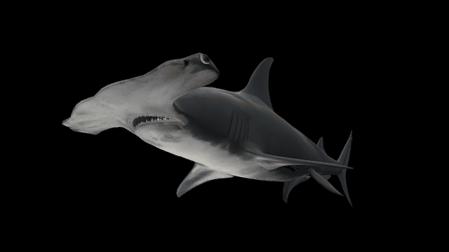 shark blender animation free 3D model animated