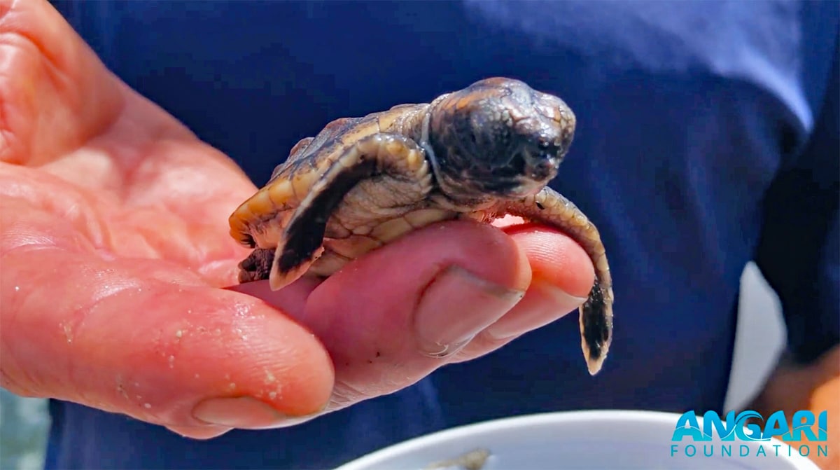 leatherback hatchling rescue sea turtle baby boom