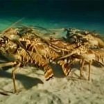 Lobster march