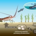 clam food production for lobsters