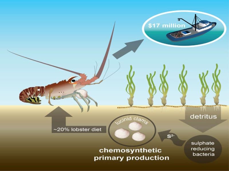 clam food production for lobsters
