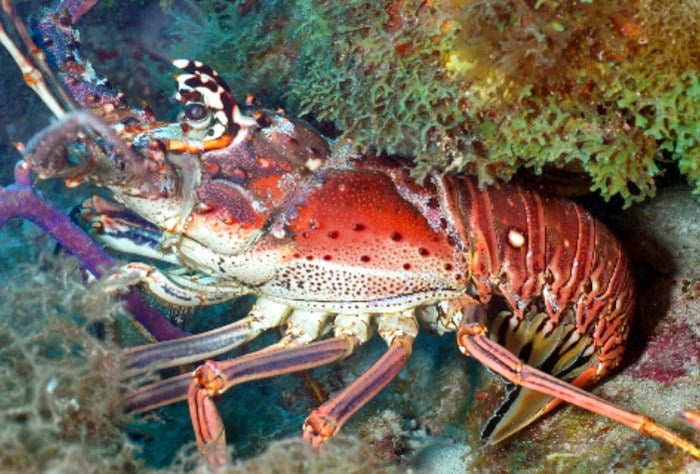 #ANGARIDeepDive - lobster diet. PC: @coastalanglerpalmbeach