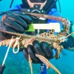 Measure lobster underwater