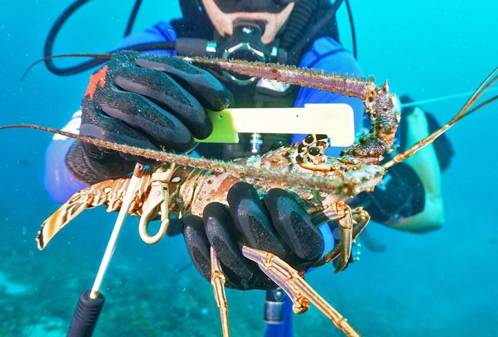 Measure lobster underwater