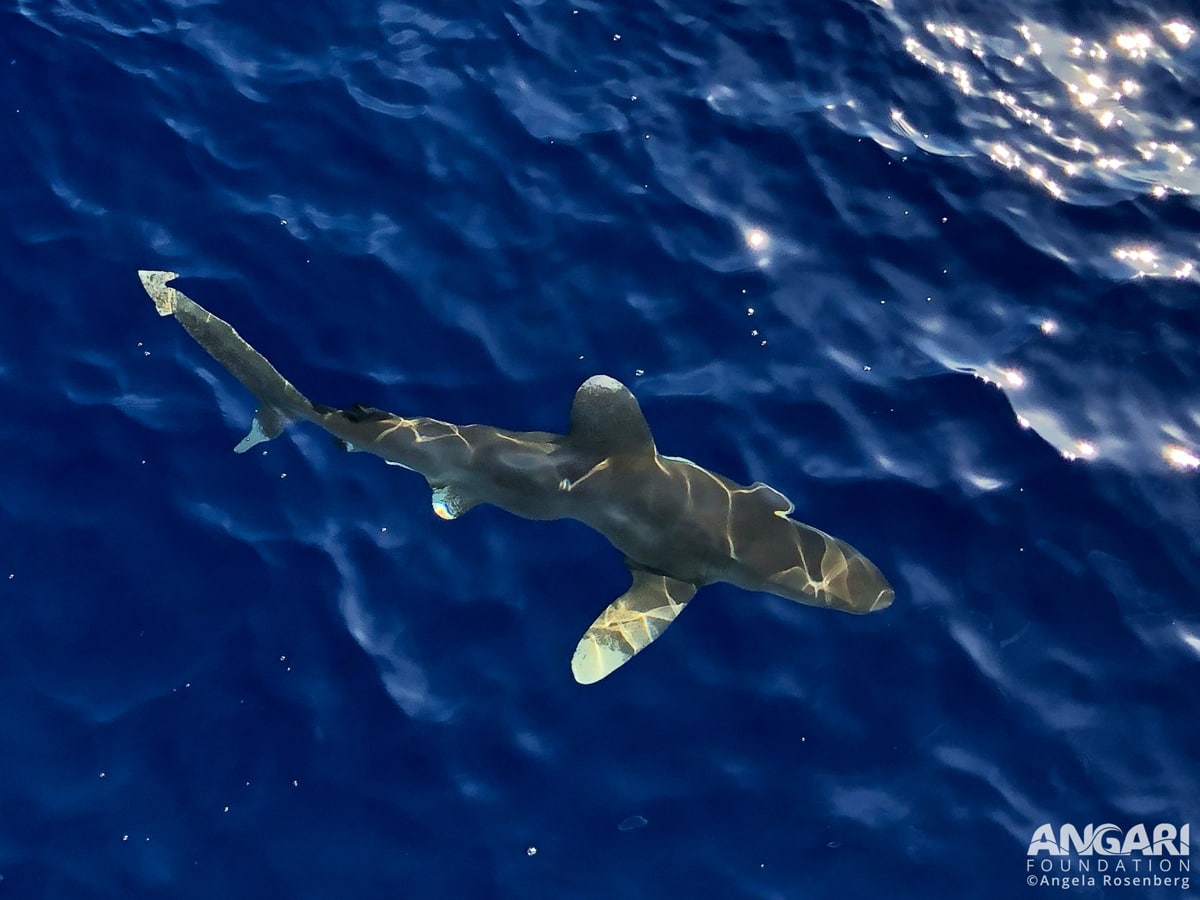 Whitetip Shark Swimming Energy