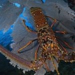 spiny lobster species