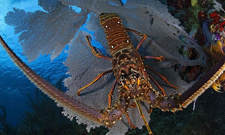 #ANGARIDeepDive - spiny lobster. PC: Claudio Contreras-Koob