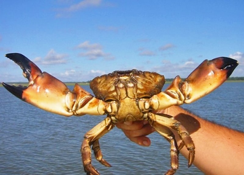 Captured stone crab