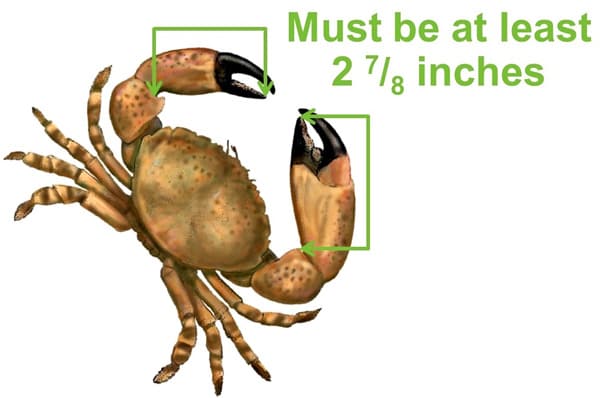 measuring stone crab claw