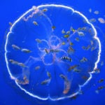 Moon Jellyfish Feeding & Anatomy
