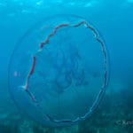 Moon Jelly by Kevin Davidson, ANGARI Foundation