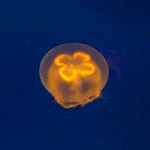 Moon Jellyfish Reproduction