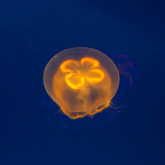 Moon Jellyfish Reproduction