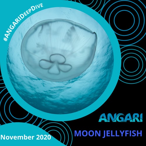 ANGARI Deep Dive Moon Jellyfish