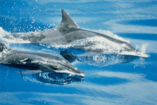 Rough-toothed dolphins