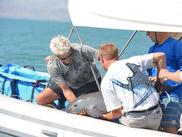 Vaquita porpoise critically endangered