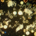 Phytoplankton & Zooplankton