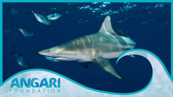 ANGARI Generation Ocean: Sharks premiere film news release