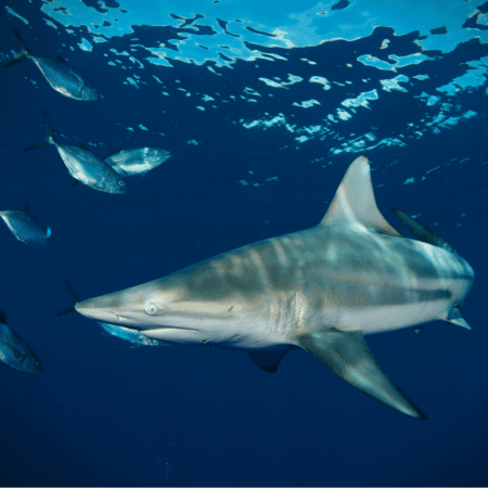 Generation Ocean: Sharks 360 Film