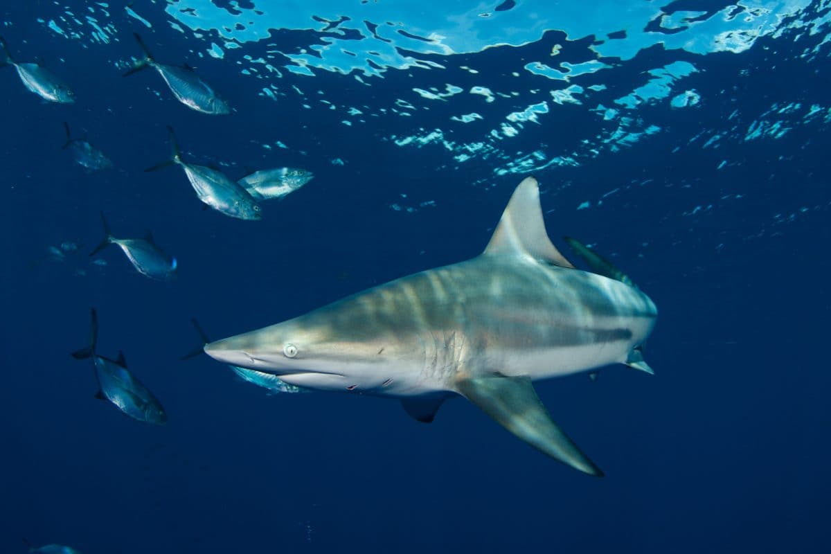 360 film Blacktip shark migration in Florida