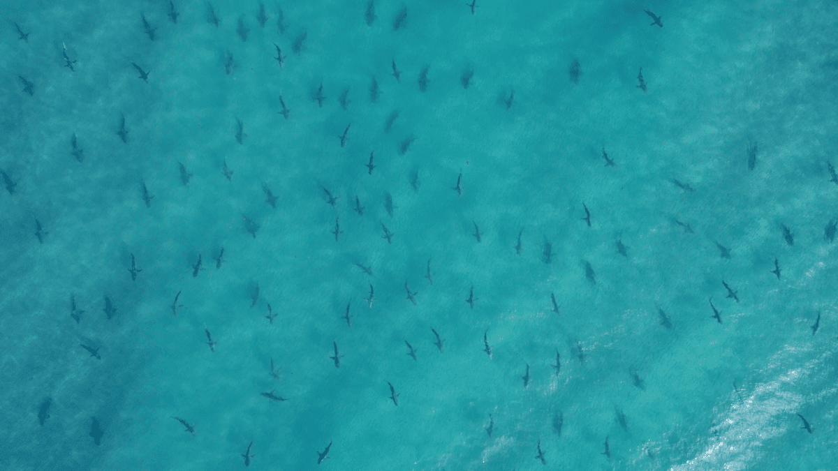 Blacktip sharks schooling & migrating along Florida coast 360 film