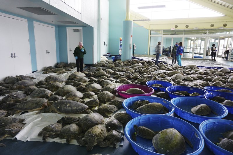 Sea Turtles Freezing In Texas