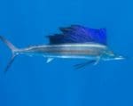 ANGARI Deep Dive Sailfish speed