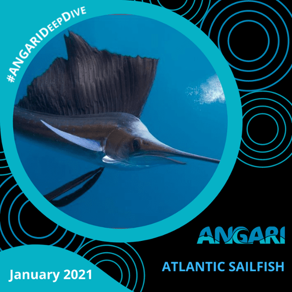 ANGARI Deep Dive Sailfish