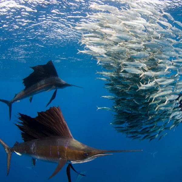 ANGARI Deep Dive Sailfish feeding