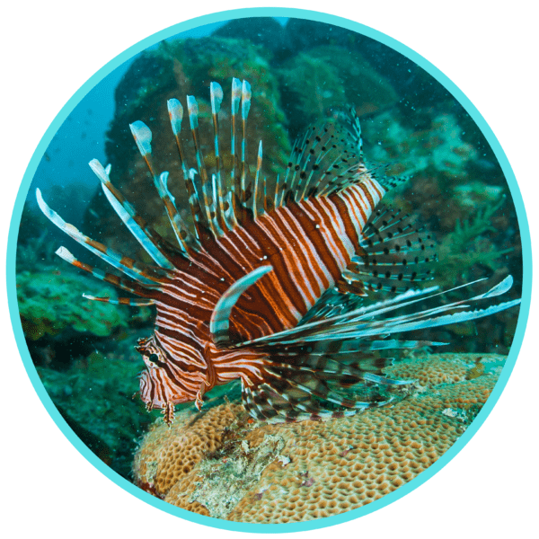 invasive species lionfish ocean expert exchange free webinar