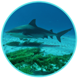 sharks and shark finning ocean expert exchange free webinar