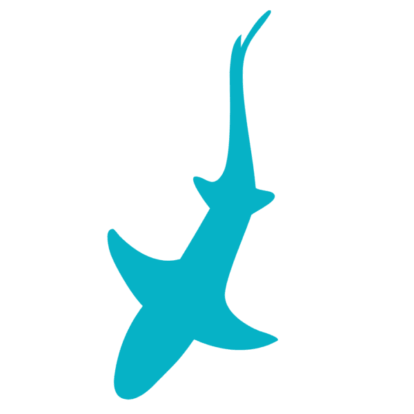 ANGARI light blue shark
