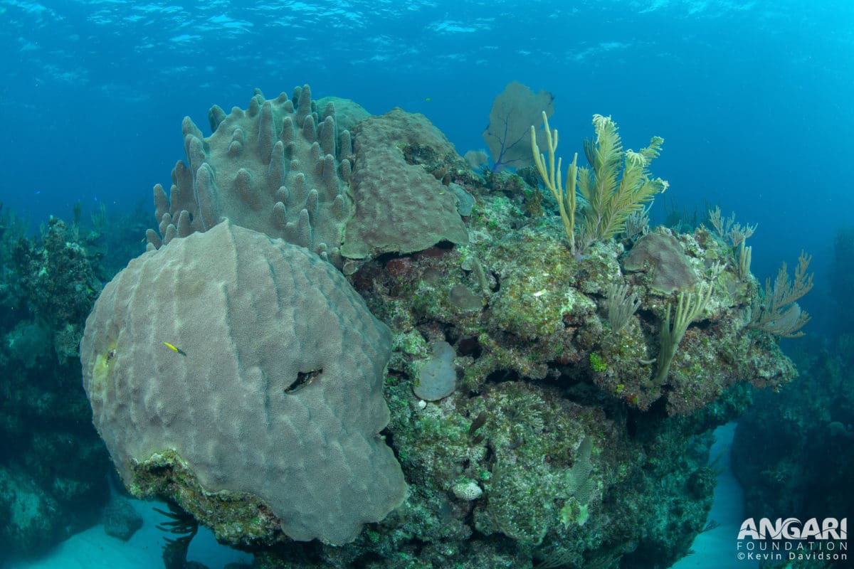 EXP 37: Always enjoyable to survey a healthy coral reef. PC: Kevin Davidson