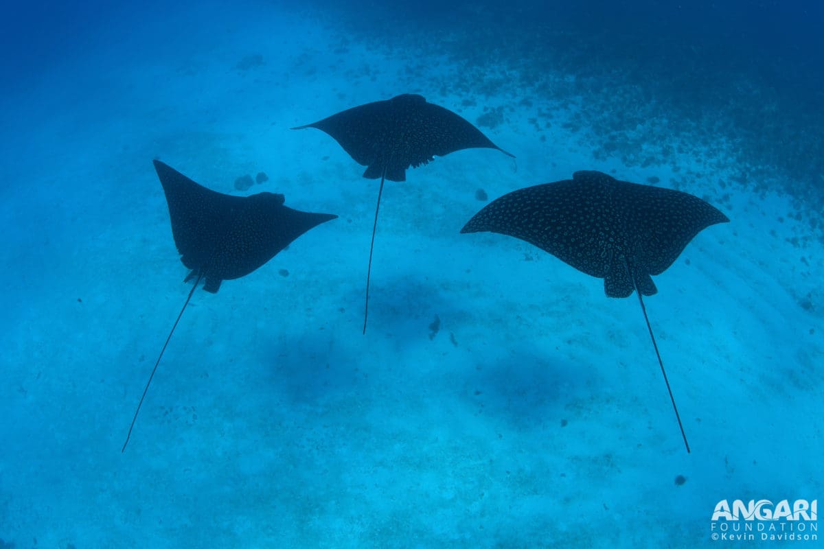 EXP 37: Spotted eagle rays swim by during a reef survey. PC: Kevin Davidson