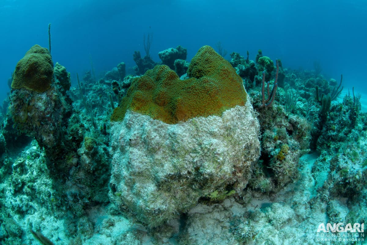 EXP 37: Stony Coral Tissue Loss Disease (SCTLD) is affecting reef building corals throughout the Caribbean. Stopping the spread of this disease is paramount. PC: Kevin Davidson