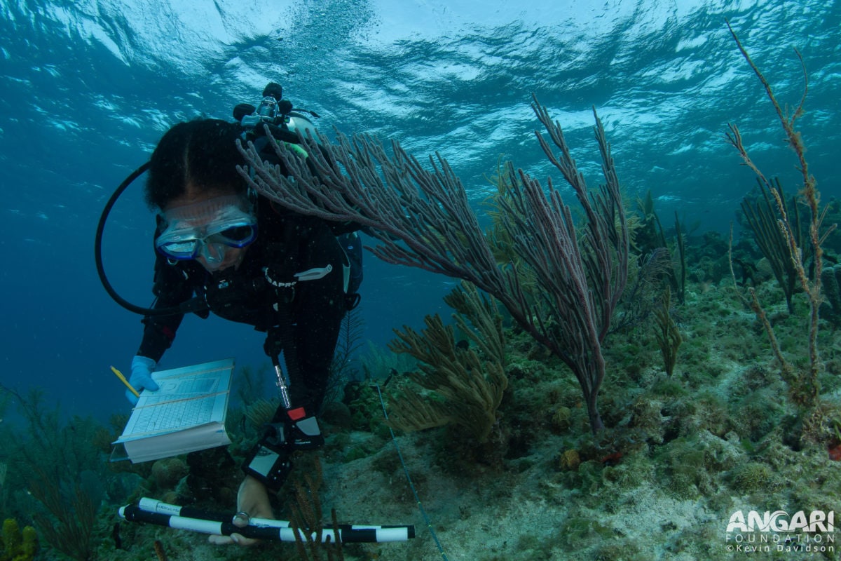EXP 37: Krista Sherman measures a soft coral along her transect. PC: Kevin Davidson