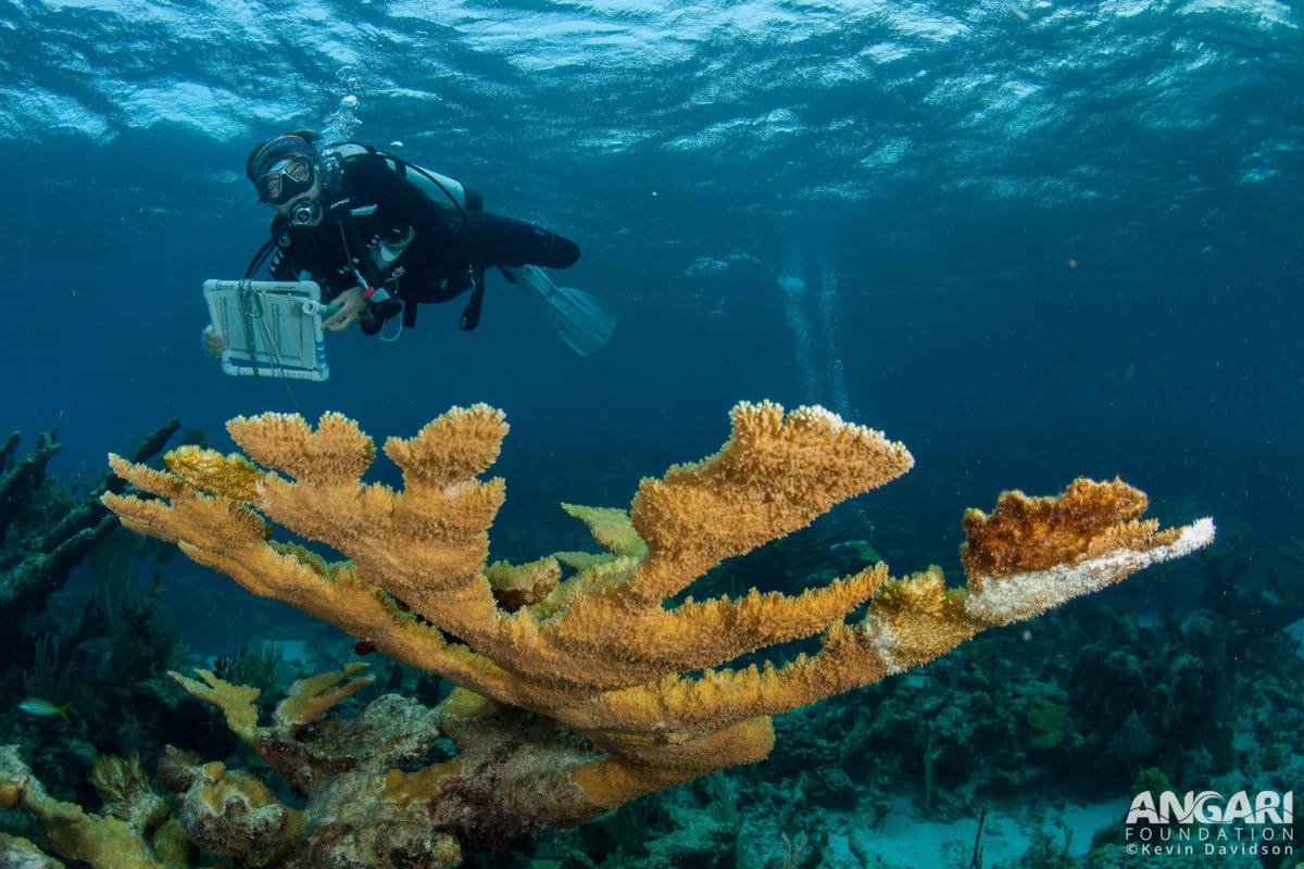 EXP 37: Maya Gomez admires a large elkhorn coral as she prepares to lay her transect line out along the reef. PC: Kevin Davidson