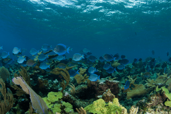 Bahamas blue tang on reef
