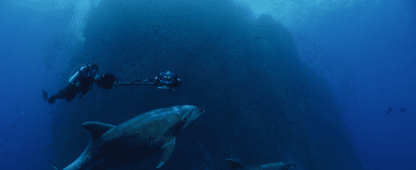 Underwater videographer with dolphins. Photo credit: Casey Sapp, VRTUL