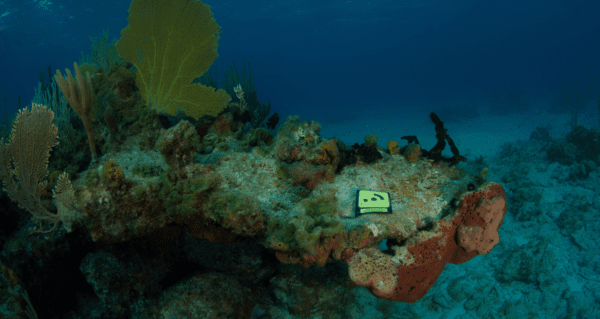 Coral reef in the Bahamas. Photo credit: Kevin Davidson, ANGARI Foundation